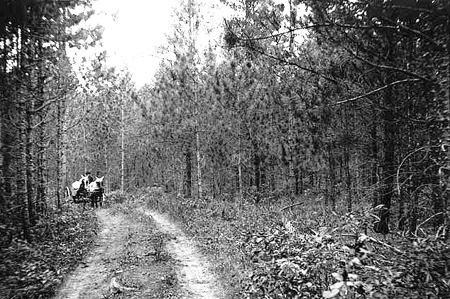 Horse-drawn cart on road through forest of Norway Pine, Winnibigoshish, Leech Lake Indian Reservation, ca. 1902