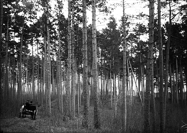 Horse drawn wagon on road through forest of Norway pine, Elbow Lake, White Earth Reservation, 1901.