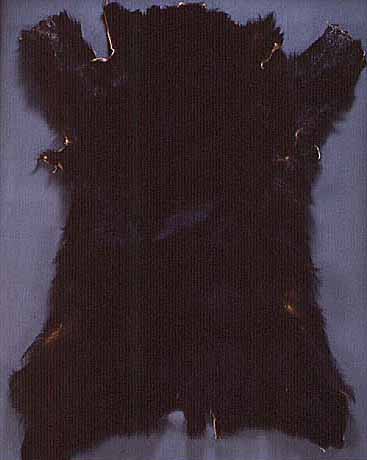 Tanned black bear pelt, not earlier than 1918 - Not later than 1959.