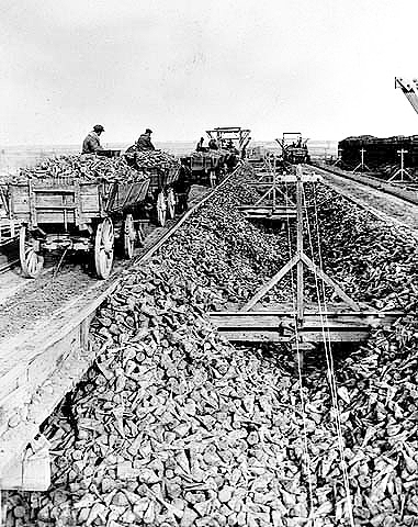 Sugar beet loading, ca. 1925.