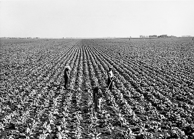 Sugar beet cultivation in the Red River Valley, ca. 1940.