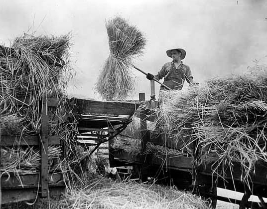 Pitching bundles of grain for thresher, ca. 1950.