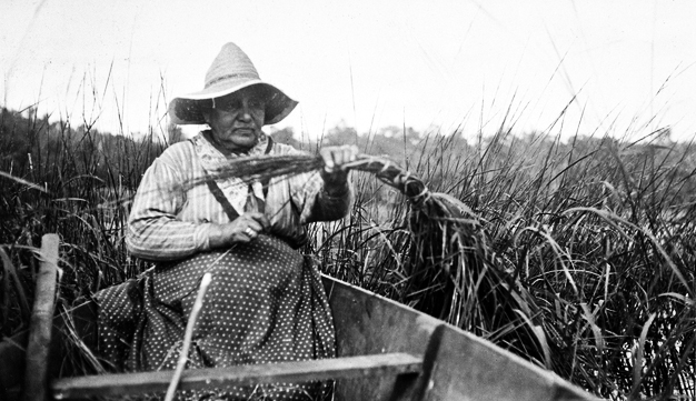Wild rice harvest. Woman in boat tying wild rice stalks with basswood fiber, n.d.