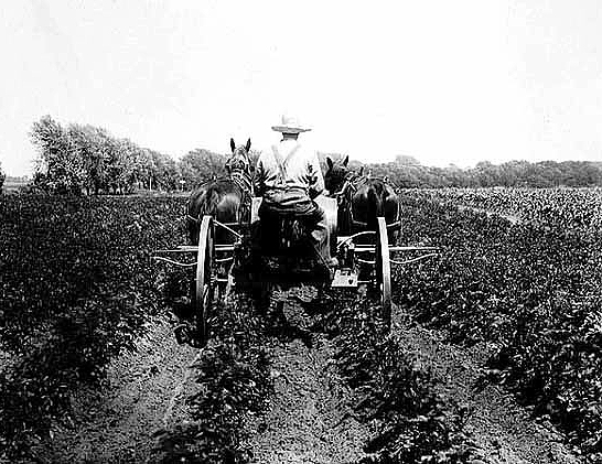 Spraying for potato bugs, ca. 1910.