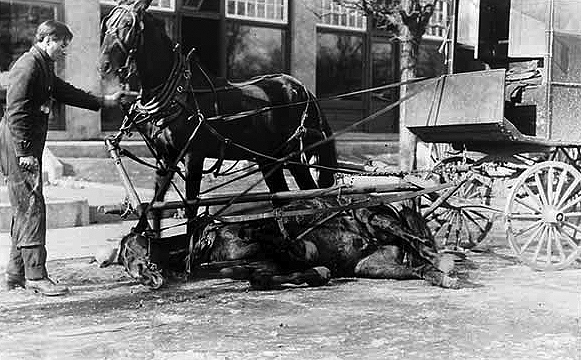 Horse, pulling delivery wagon, suffering from overwork, ca. 1910.