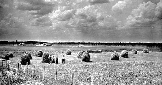 Hay stacks in field two miles from Eveleth, ca. 1912.