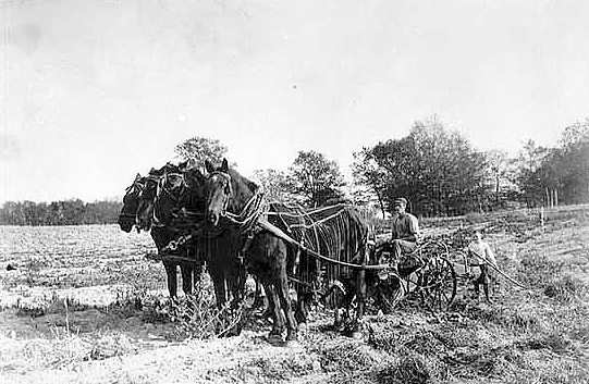 Horse-pulled potato digging machine, North Dakota, ca. 1918.