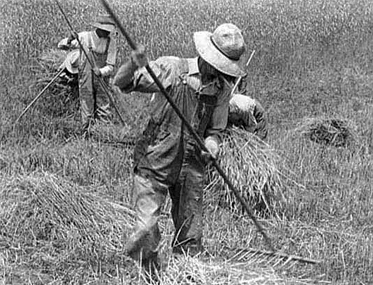 Raking hay by hand, ca. 1910.