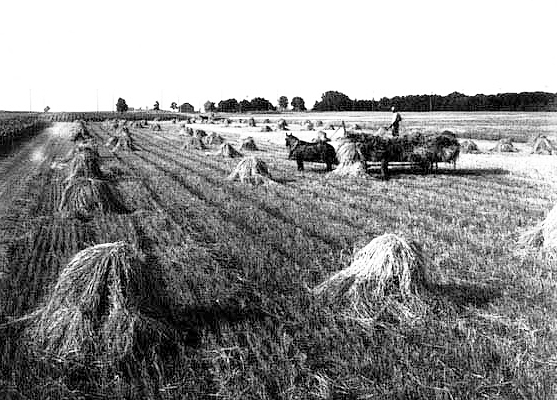 Picking up shocks of grain