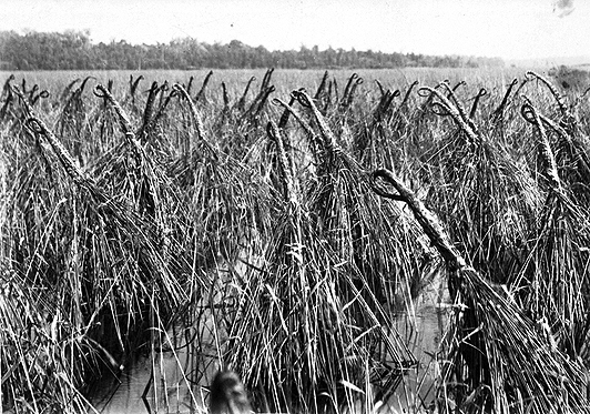 Wild rice that has been tied in preparation for harvest, Lake Onamia, ca. 1909.