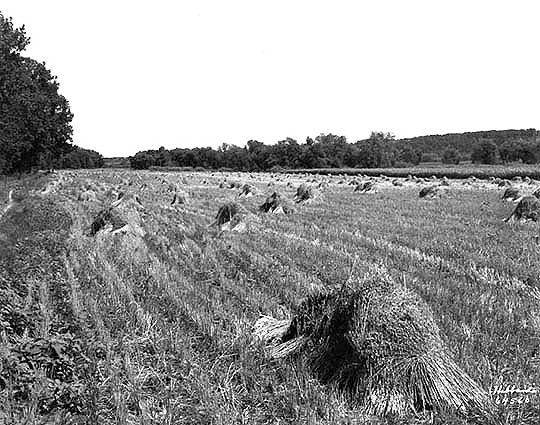 Oats shocks in field, 1926.