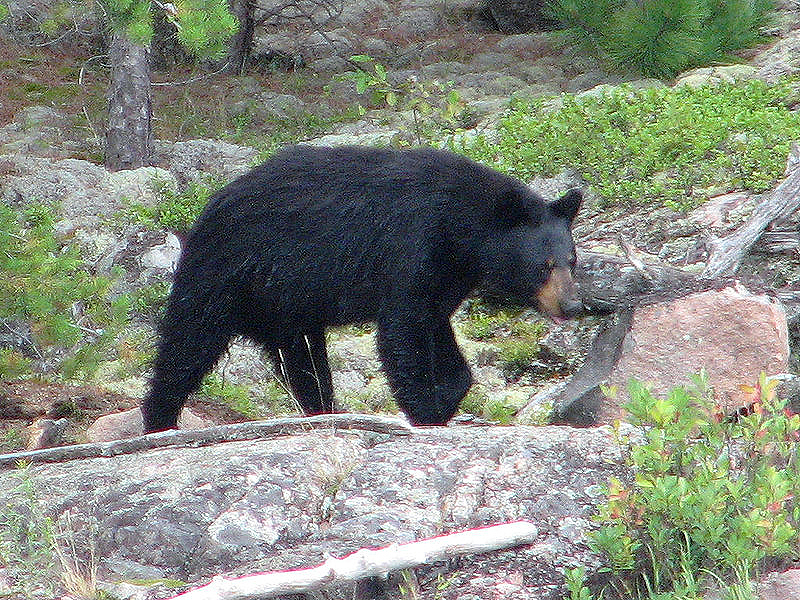 Ursus americanus americanus