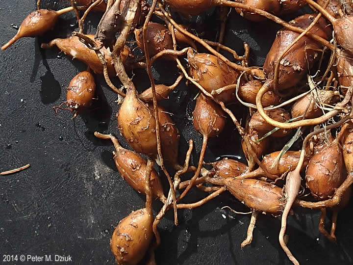 Apios americana, "Indian potato."