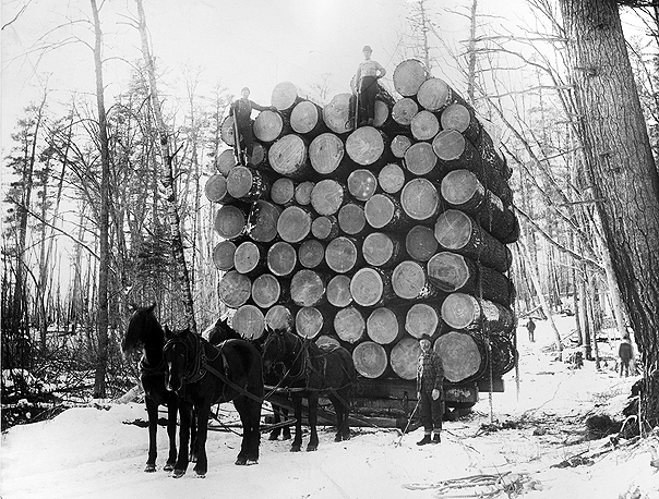 1909 Huge Load of Logs Minnesota Old Photo 8.5" x 11" Reprint Pine Island 