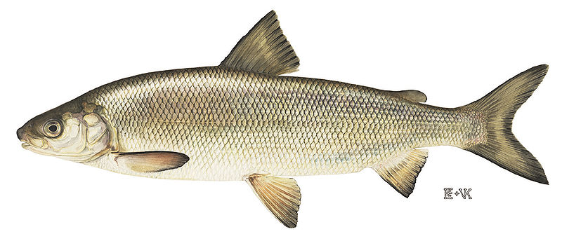 Lake Whitefish