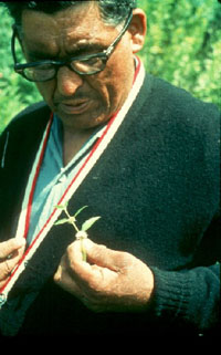 Paul Buffalo collecting medicine