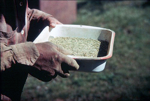 Paul Buffalo Winnowing Wild Rice