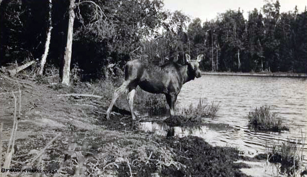 Moose at water's edge, northern Minnesota, 1927.