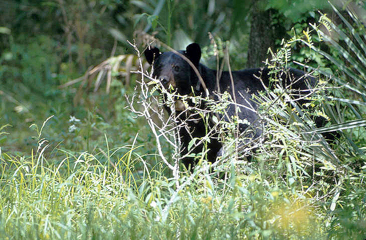 Bear in the forest