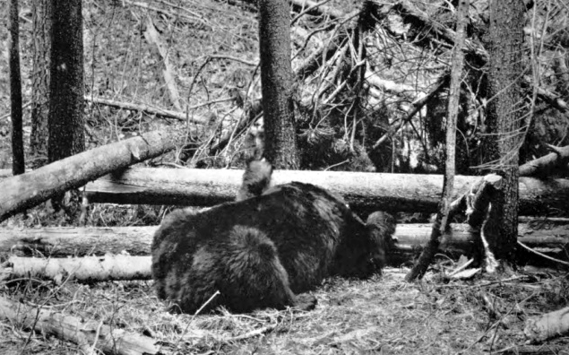 Pemmican in preparation, American Point, Lake of the Woods, ca. 1920.