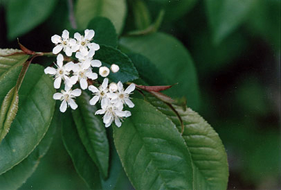 "Labrador Tea" (Ledum groenlandicum)