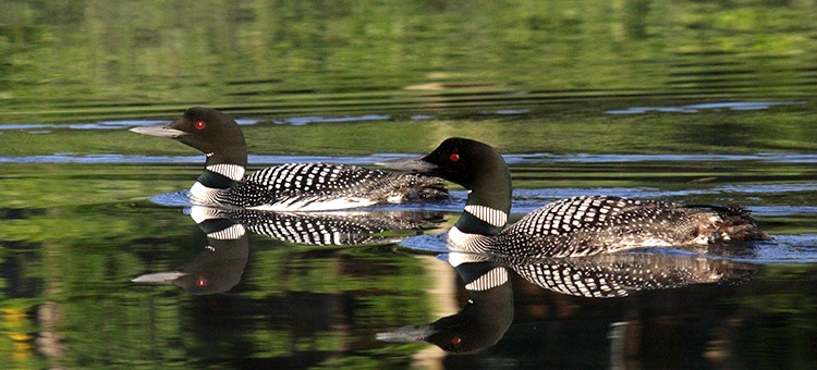 Loon -- Paul Buffalo's Dodaim.