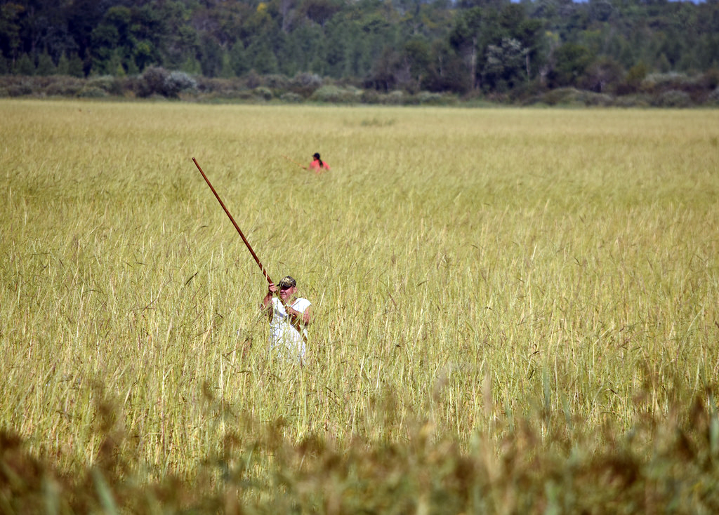 Members of the Leech Lake Band harvest wild rice on Mud Lake, 2015. 