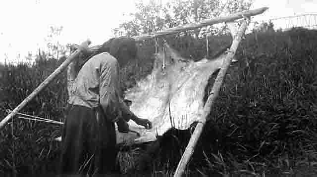 Ogitub scraping hide, Grand Portage, 1915