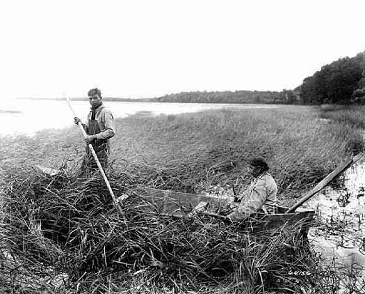 Chippewa Indians gathering wild rice, 1925