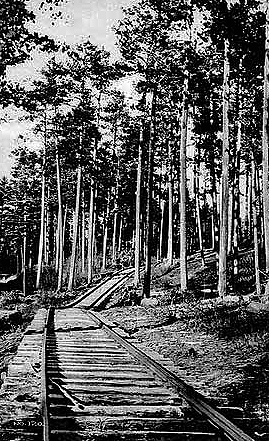 Logging railroad through the pine forest, The Virginia and Rainy Lake Company, Virginia, ca. 1928.