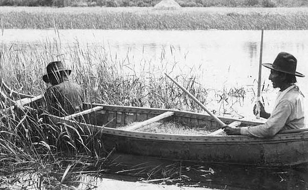 Indians gathering wild rice, 1915