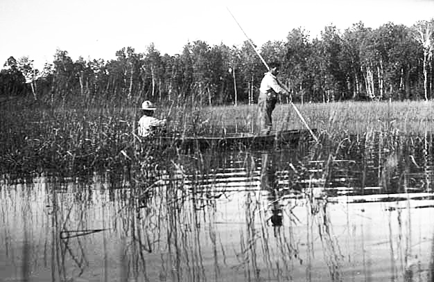 Wild rice harvesting, 1910