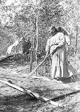 Drying wild rice on sheets of birch bark, 1910.