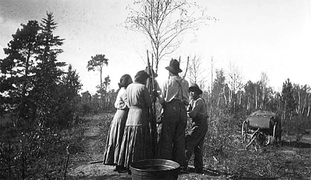 Pounding wild rice, 1910