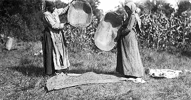 Winnowing wild rice, 1910