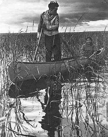 Wild rice is gathered by flailing the kernels into the canoe, ca. 1940.