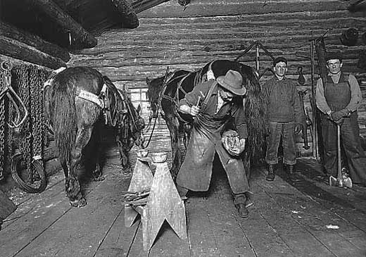 Blacksmith shoeing horse at a lumber camp, 1912.