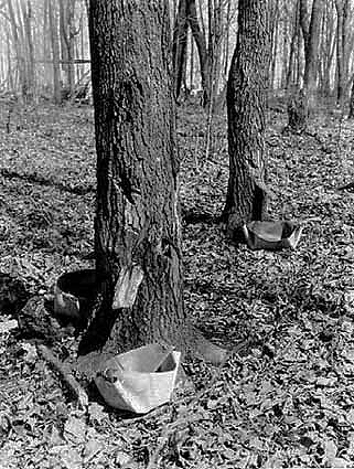 Tapping maple trees, Wigwam Bay on Mille Lacs Lake, 1925.