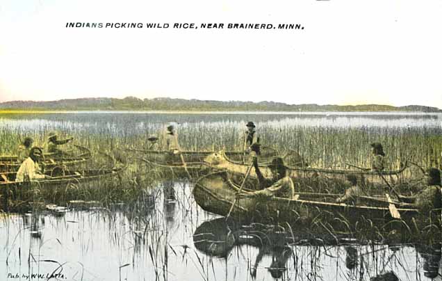Indians harvesting wild rice near Brainerd, 1905