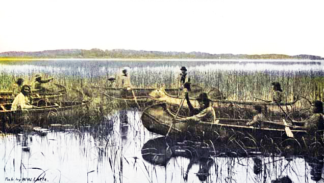Indians harvesting wild rice near Brainerd, 1905