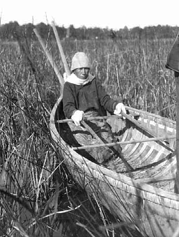 "Knocking" sticks on wild rice in canoe, 1920