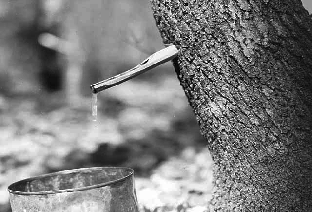 Collecting sap at a maple sugar camp, Mille Lacs Lake, 1939.
