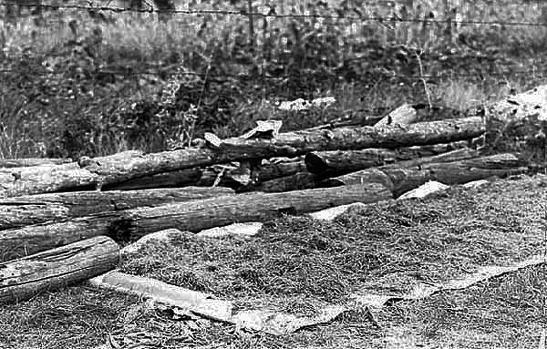 Wild rice drying on birch bark sheets, 1939