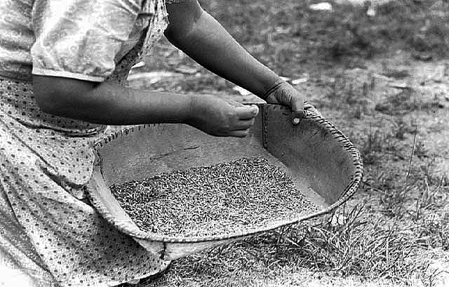 Finished wild rice cleaned and ready to cook,  1939