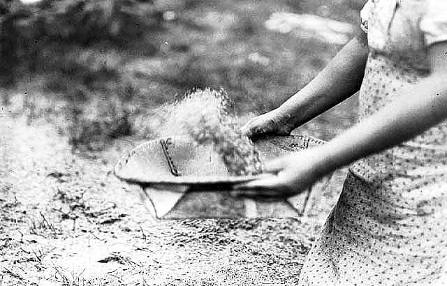 Winnowing threshed wild rice, 1939