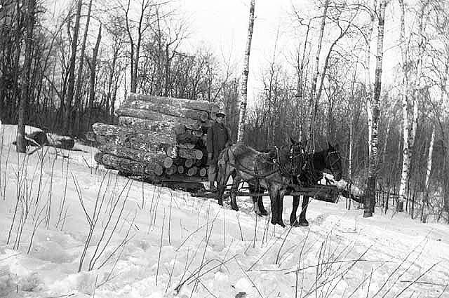 Load of logs enroute to lake for spring drive to Sprofka Mill on Rat Lake, ca. 1920.
