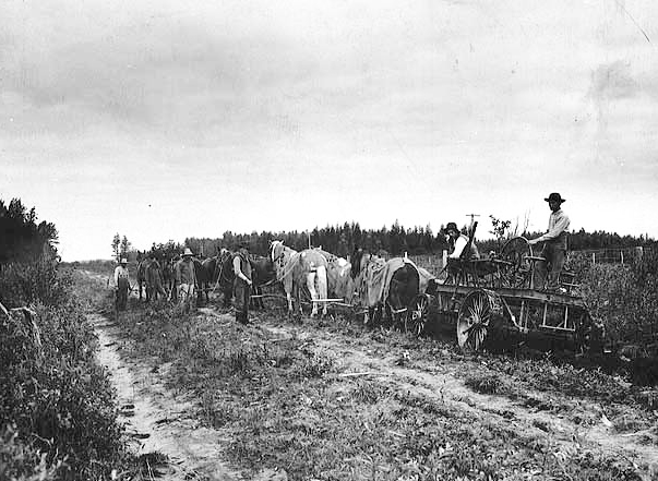 Duluth and Iron Range Railroad building road through the forest as an inducement to farmers. ca. 1910.