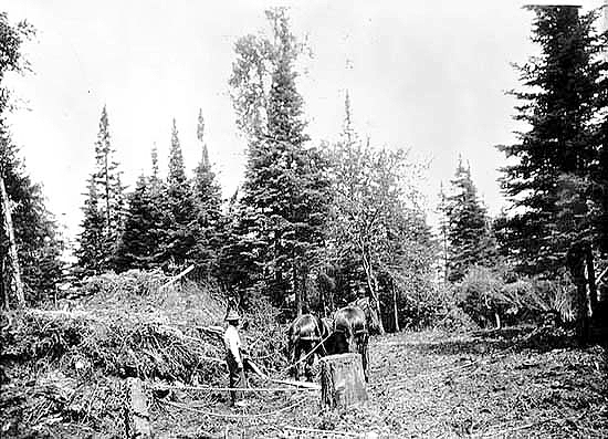 Horses being utilized in land clearing operations in northern Minnesota, ca. 1924.