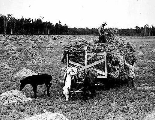 Haying near Blackduck, 1937.