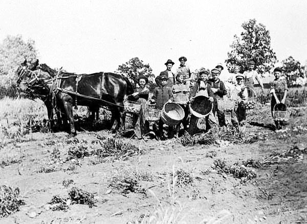 Potato picking crew, Henning, ca. 1920.